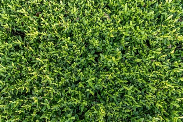 バナナの幹で野菜栽培！水やり半減の驚き効果と簡単な始め方