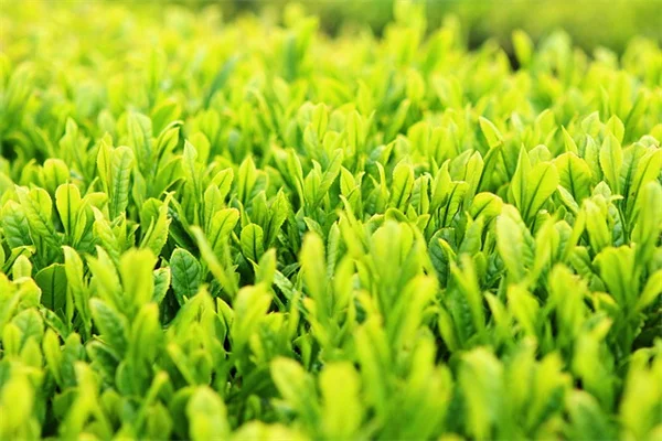 イチゴの病気、見分け方は？家庭菜園で実践する7つのポイント