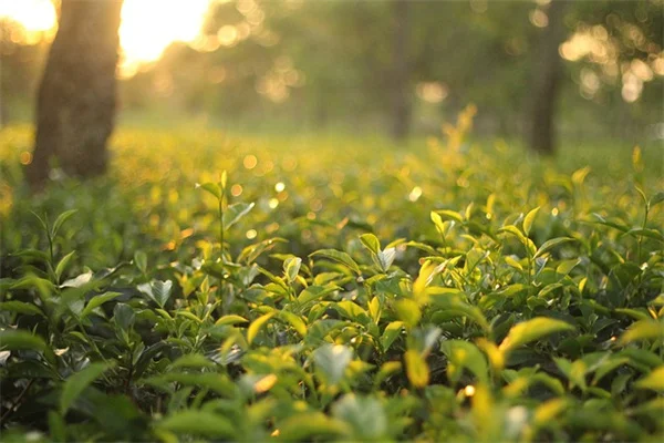 植物の天気予測、本当に当たる？仕組みと観察のコツ